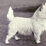 West Highland White Terrier free download