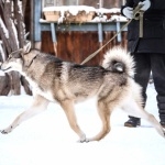 West Siberian Laika pics