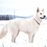 White Shepherd high definition photo