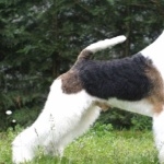 Wire Fox Terrier 1080p