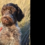 Wirehaired Pointing Griffon new wallpapers