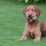 Wirehaired Vizsla hd