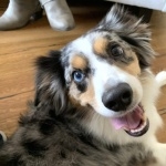 Australian Shepherd desktop