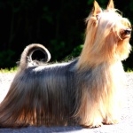 Australian Silky Terrier pics