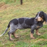 Basset Bleu de Gascogne pics