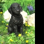 Bedlington Terrier high definition wallpapers