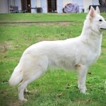 Berger Blanc Suisse widescreen