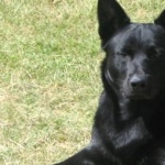 Black Norwegian Elkhound wallpapers for desktop