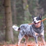 Blue Heeler free