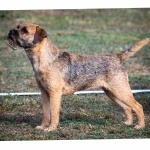 Border Terrier 1080p