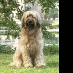 Briard pics