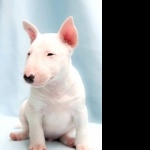 Bull Terrier desktop