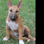 Bull Terrier (Miniature) free