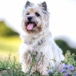 Cairn Terrier download