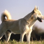 Canaan Dog new wallpapers