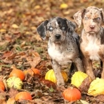 Catahoula Cur wallpaper