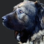 Caucasian Shepherd Dog image