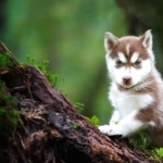 Czechoslovak Wolfdog wallpapers for desktop