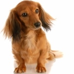 Dachshund new wallpapers