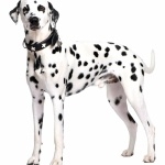 Dalmatian breed funny