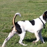 Danish Swedish Farmdog pic