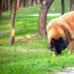 Estrela Mountain Dog hd desktop