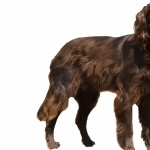 German Longhaired Pointer new wallpapers