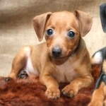 German Pinscher high quality wallpapers