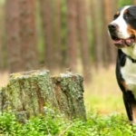 Greater Swiss Mountain Dog photo