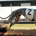 Greyhound pic