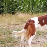 Irish Red and White Setter 2025