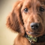 Irish Setter free