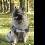 Keeshond free