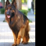 King Shepherd photo