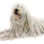 Komondor background