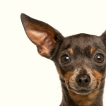 Miniature Pinscher desktop wallpaper