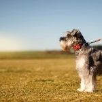 Miniature Schnauzer new photos