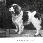 Norfolk Spaniel desktop