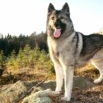 Norwegian Elkhound new wallpaper