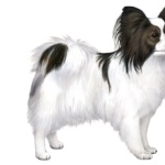 Papillon breed new wallpapers