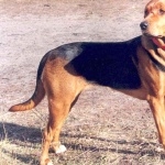 Polish Hunting Dog 2025