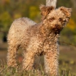 Pumi breed new wallpapers