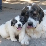 Pyrenean Mastiff wallpaper