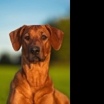 Rhodesian Ridgeback new wallpaper