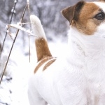 Russell Terrier images