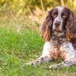 Russian Spaniel high definition wallpapers