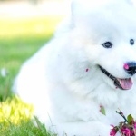 Samoyed breed free