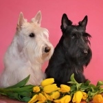 Scottish Terrier desktop