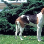 Serbian Tricolour Hound new photos