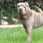 Shar Pei breed